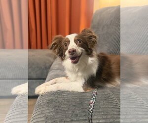 Australian Shepherd Dogs for adoption in FAIRLAWN, OH, USA