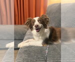 Small Australian Shepherd