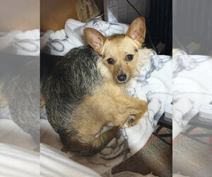Mutt Dogs for adoption in Boston, MA, USA