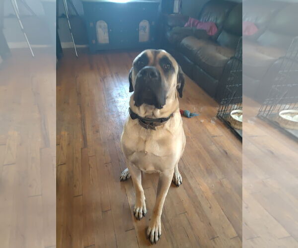 Medium Photo #3 Mastiff Puppy For Sale in Edmond, OK, USA