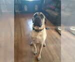 Small #2 Mastiff