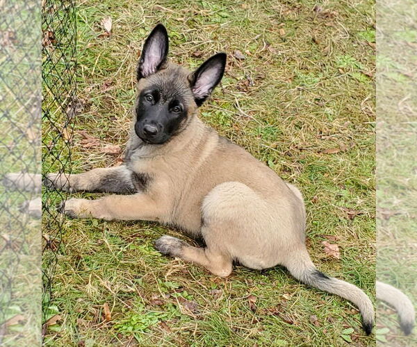 Medium Photo #6 German Shepherd Dog-Unknown Mix Puppy For Sale in Seattle, WA, USA