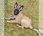 Small #5 German Shepherd Dog Mix