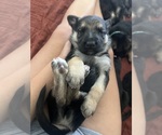 Small #1 German Shepherd Dog