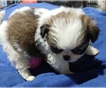 Small Photo #12 Japanese Chin Puppy For Sale in BELTON, MO, USA