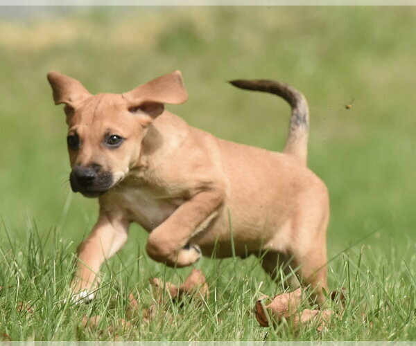 Medium Photo #5 Australian Shepherd-Beagle Mix Puppy For Sale in Mechanicsburg, PA, USA