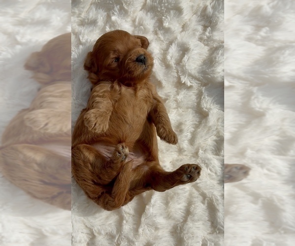 Medium Photo #24 Goldendoodle mix (+ Poodle Miniature) Puppy For Sale in RANDOLPH, WI, USA