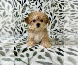Shorkie Tzu Puppy for sale in GREENFIELD, IN, USA