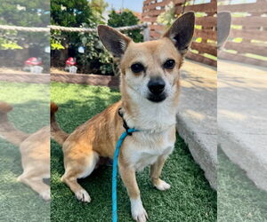 Billy Bob - Male Chihuahua-Unknown Mix Dog for Adoption - Photo #4