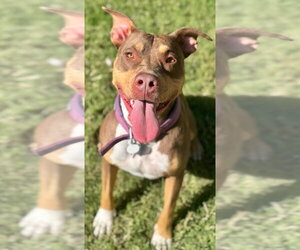 Shuga - Female Mutt Dog for Adoption - Photo #2