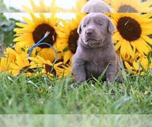 Labrador Retriever Puppy for sale in ROYAL CITY, WA, USA