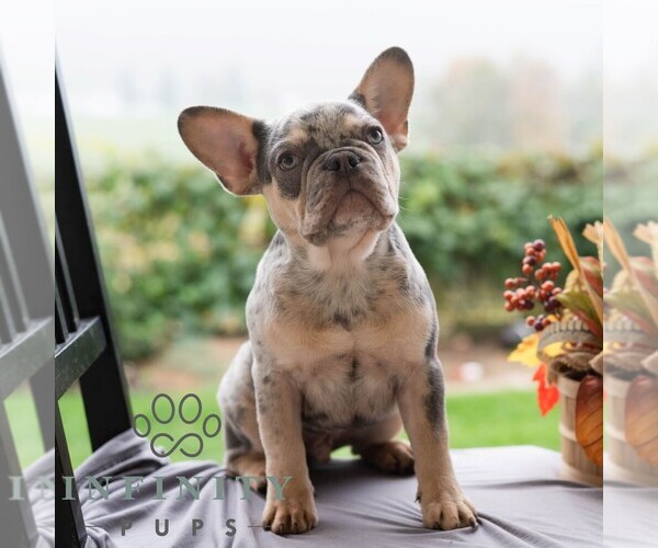 Medium Photo #9 French Bulldog Puppy For Sale in REBERSBURG, PA, USA