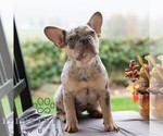 Small #8 French Bulldog
