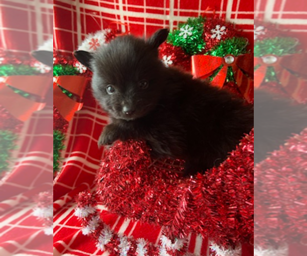 Medium Photo #2 Pomeranian Puppy For Sale in INDIANAPOLIS, IN, USA