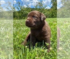 Labrador Retriever Puppy for sale in CALL, NC, USA