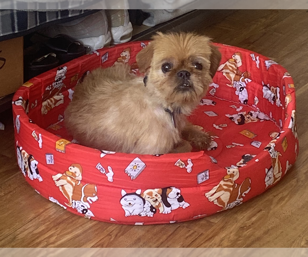 Medium Photo #3 Mutt Puppy For Sale in Brooklyn, NY, USA