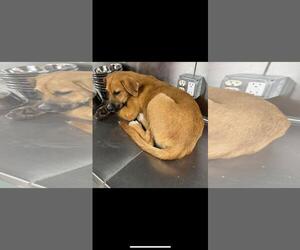 Labrador Retriever-Unknown Mix Dogs for adoption in Rowlett, TX, USA