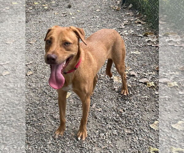 Medium Photo #12 Mutt Puppy For Sale in Elmsford, NY, USA