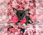 Small Photo #4 Chihuahua Puppy For Sale in KIRKWOOD, PA, USA