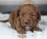 Small Photo #7 Goldendoodle (Miniature) Puppy For Sale in CRESTON, OH, USA