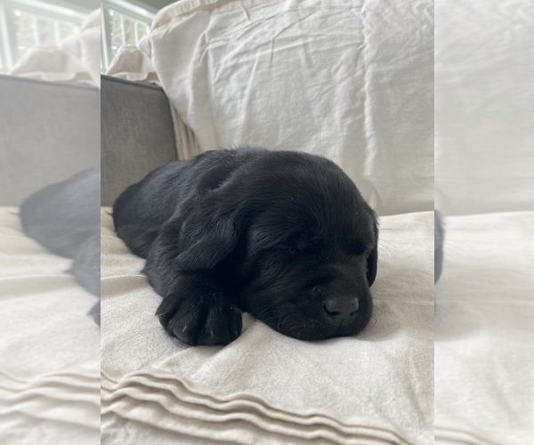 Medium Photo #7 Labrador Retriever Puppy For Sale in NEW HOLLAND, PA, USA