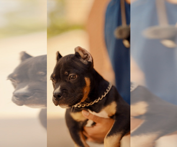 Medium Photo #3 American Bully Puppy For Sale in GREELEY, CO, USA