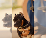 Small #2 American Bully