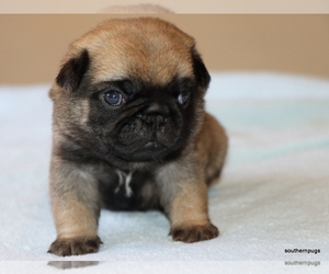 Pug Puppy for sale in WINNSBORO, TX, USA