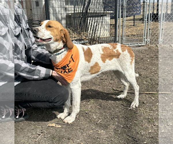 Medium Photo #5 Pointer-Unknown Mix Puppy For Sale in Crystal, MN, USA
