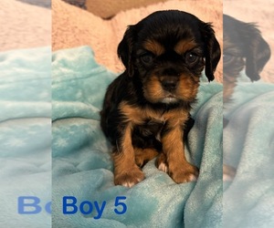 Cavalier King Charles Spaniel Puppy for sale in PFLUGERVILLE, TX, USA
