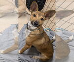 Small Chihuahua Mix