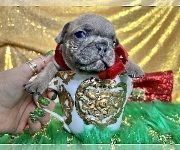 Medium Photo #95 French Bulldog Puppy For Sale in HAYWARD, CA, USA