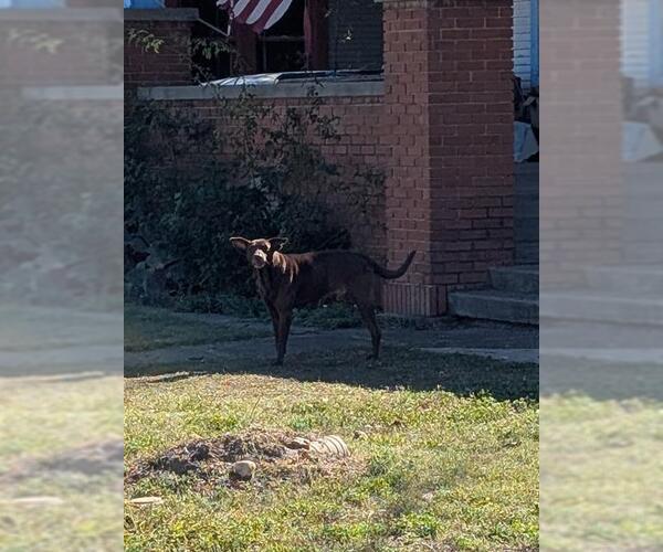 Medium Photo #1 Labrador Retriever-Unknown Mix Puppy For Sale in San Antonio, TX, USA