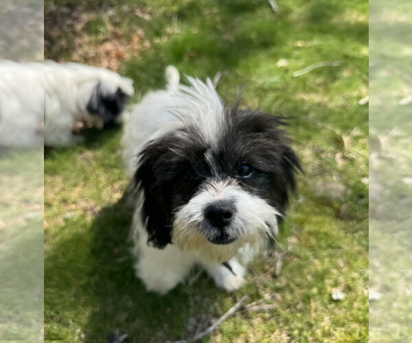 Medium Photo #3 Shih Tzu Puppy For Sale in Oak Bluffs, MA, USA