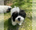 Small #2 Shih Tzu