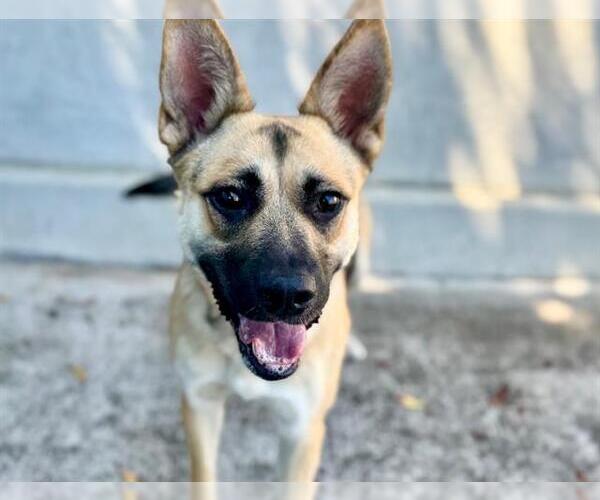 Medium Photo #1 German Shepherd Dog Puppy For Sale in Petaluma, CA, USA