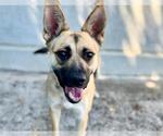 Small German Shepherd Dog