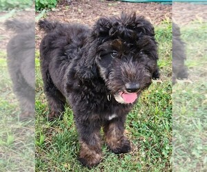 Aussiedoodle Puppy for sale in COLUMBIA, TN, USA
