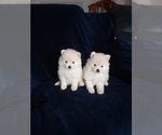 Small Photo #3 Pomeranian Puppy For Sale in APPLE VALLEY, CA, USA