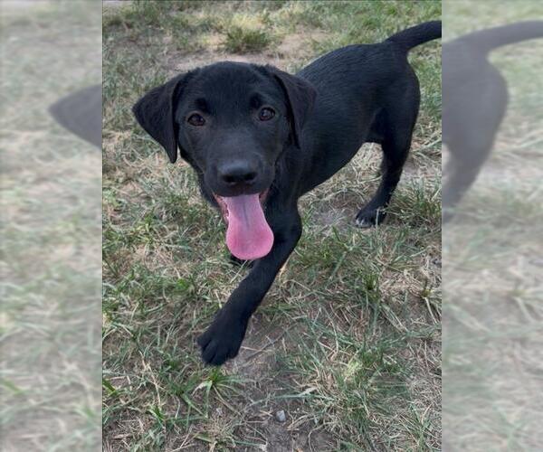 Medium Photo #1 Labrador Retriever-Unknown Mix Puppy For Sale in Conroe, TX, USA