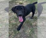 Small Labrador Retriever Mix