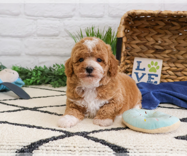 Medium Photo #6 Cavapoo (Miniature) Puppy For Sale in SYRACUSE, IN, USA
