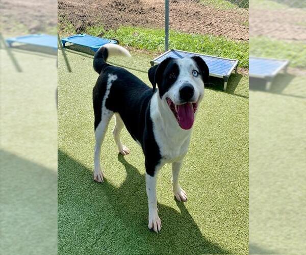 Medium Photo #1 Labrador Retriever Puppy For Sale in Pasadena, TX, USA