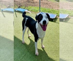 Labrador Retriever Dogs for adoption in Pasadena, TX, USA