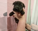 Puppy Twinkie Boxer-Chinese Shar-Pei Mix