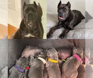 Cane Corso Puppy for Sale in GARDNER, Massachusetts USA