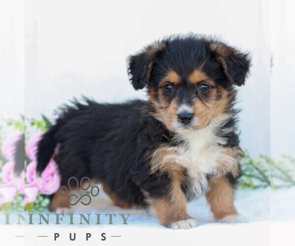 Medium Photo #2 Corgipoo Puppy For Sale in LANCASTER, PA, USA