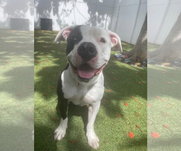 Medium Photo #14 American Bulldog Puppy For Sale in Pompano Beach , FL, USA