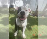 Small #13 American Bulldog