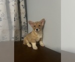 Small #2 Pembroke Welsh Corgi